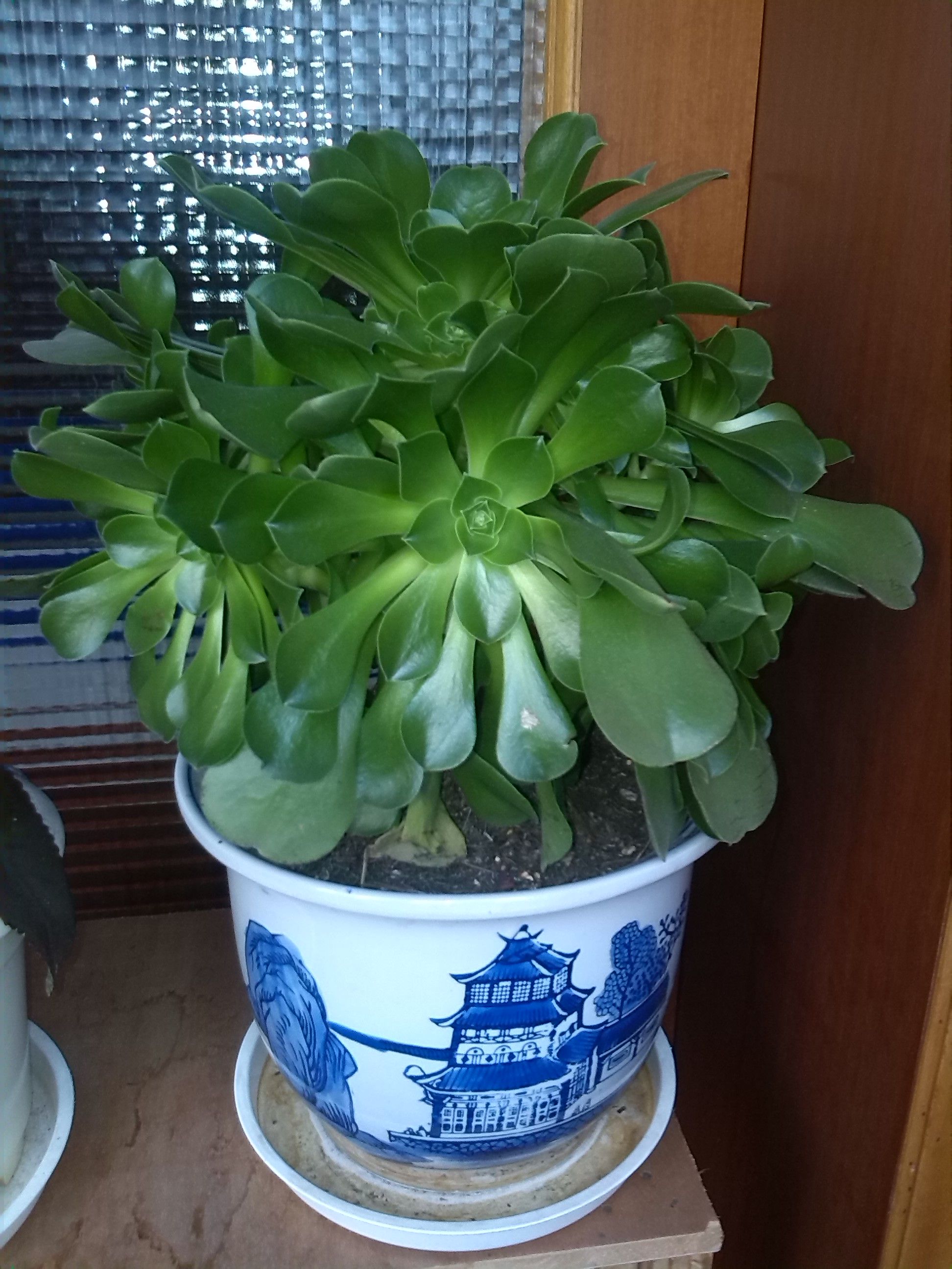 insensitivity中文翻译-九游注册优惠